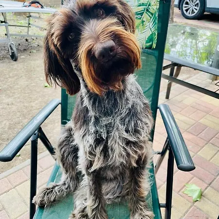 Kunfi - Jakuzzi, 4 Háló *